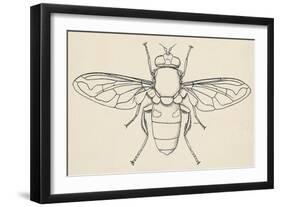 European Hoverfly (Eristalis Tenax), Diptera-null-Framed Giclee Print