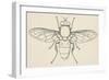 European Hoverfly (Eristalis Tenax), Diptera-null-Framed Giclee Print