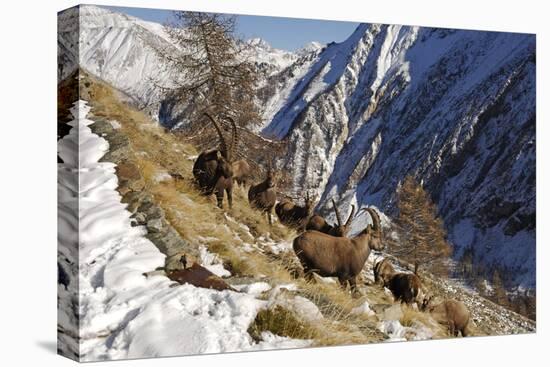 European Ibex on Mountainside in Snow-null-Stretched Canvas