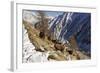 European Ibex on Mountainside in Snow-null-Framed Photographic Print