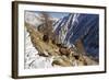 European Ibex on Mountainside in Snow-null-Framed Photographic Print