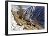 European Ibex on Mountainside in Snow-null-Framed Photographic Print