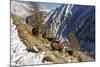 European Ibex on Mountainside in Snow-null-Mounted Photographic Print