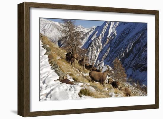 European Ibex on Mountainside in Snow-null-Framed Photographic Print