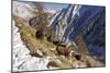 European Ibex on Mountainside in Snow-null-Mounted Photographic Print