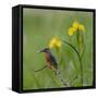 European Kingfisher with Prey with Yellow Iris Flowers-Fred Van Wijk-Framed Stretched Canvas