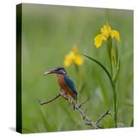 European Kingfisher with Prey with Yellow Iris Flowers-Fred Van Wijk-Stretched Canvas