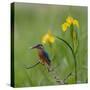 European Kingfisher with Prey with Yellow Iris Flowers-Fred Van Wijk-Stretched Canvas