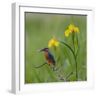 European Kingfisher with Prey with Yellow Iris Flowers-Fred Van Wijk-Framed Photographic Print