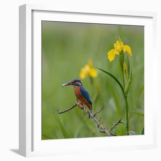 European Kingfisher with Prey with Yellow Iris Flowers-Fred Van Wijk-Framed Photographic Print