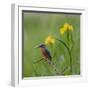 European Kingfisher with Prey with Yellow Iris Flowers-Fred Van Wijk-Framed Photographic Print