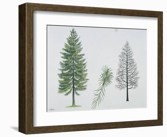 European Larch (Larix Decidua), Tree and Needles-null-Framed Giclee Print