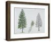 European Larch (Larix Decidua), Tree and Needles-null-Framed Giclee Print