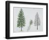 European Larch (Larix Decidua), Tree and Needles-null-Framed Giclee Print