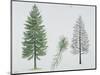 European Larch (Larix Decidua), Tree and Needles-null-Mounted Giclee Print