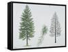 European Larch (Larix Decidua), Tree and Needles-null-Framed Stretched Canvas