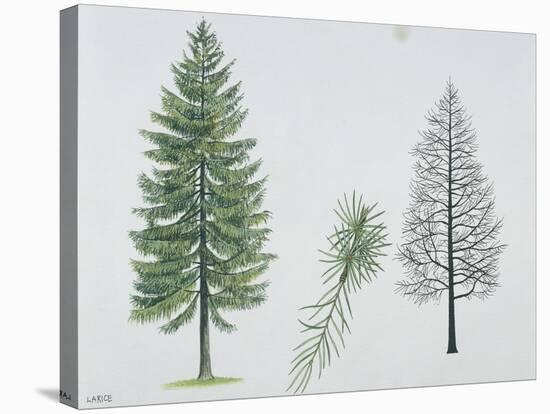 European Larch (Larix Decidua), Tree and Needles-null-Stretched Canvas