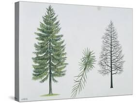 European Larch (Larix Decidua), Tree and Needles-null-Stretched Canvas