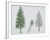 European Larch (Larix Decidua), Tree and Needles-null-Framed Giclee Print