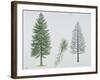 European Larch (Larix Decidua), Tree and Needles-null-Framed Giclee Print