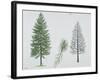 European Larch (Larix Decidua), Tree and Needles-null-Framed Giclee Print