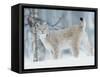 European Lynx in Birch Forest in Snow, Norway-Pete Cairns-Framed Stretched Canvas