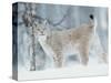 European Lynx in Birch Forest in Snow, Norway-Pete Cairns-Stretched Canvas