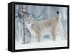European Lynx in Birch Forest in Snow, Norway-Pete Cairns-Framed Stretched Canvas