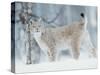 European Lynx in Birch Forest in Snow, Norway-Pete Cairns-Stretched Canvas