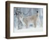 European Lynx in Birch Forest in Snow, Norway-Pete Cairns-Framed Premium Photographic Print