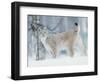 European Lynx in Birch Forest in Snow, Norway-Pete Cairns-Framed Premium Photographic Print