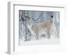 European Lynx in Birch Forest in Snow, Norway-Pete Cairns-Framed Premium Photographic Print