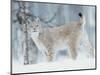 European Lynx in Birch Forest in Snow, Norway-Pete Cairns-Mounted Premium Photographic Print