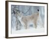 European Lynx in Birch Forest in Snow, Norway-Pete Cairns-Framed Photographic Print