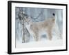 European Lynx in Birch Forest in Snow, Norway-Pete Cairns-Framed Photographic Print