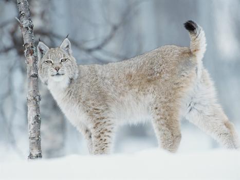 Canadian lynx: clever specialized hunters of the snowy forests