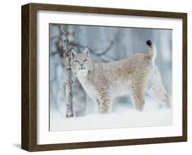 European Lynx in Birch Forest in Snow, Norway-Pete Cairns-Framed Photographic Print