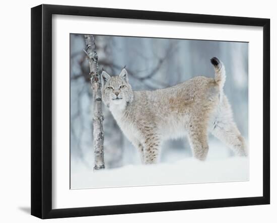 European Lynx in Birch Forest in Snow, Norway-Pete Cairns-Framed Photographic Print