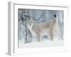 European Lynx in Birch Forest in Snow, Norway-Pete Cairns-Framed Photographic Print