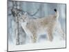 European Lynx in Birch Forest in Snow, Norway-Pete Cairns-Mounted Photographic Print