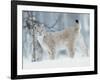 European Lynx in Birch Forest in Snow, Norway-Pete Cairns-Framed Photographic Print