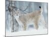 European Lynx in Birch Forest in Snow, Norway-Pete Cairns-Mounted Photographic Print