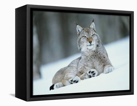 European Lynx in Snow, Norway-Pete Cairns-Framed Stretched Canvas