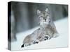 European Lynx in Snow, Norway-Pete Cairns-Stretched Canvas