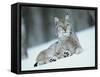 European Lynx in Snow, Norway-Pete Cairns-Framed Stretched Canvas