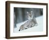 European Lynx in Snow, Norway-Pete Cairns-Framed Premium Photographic Print