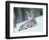 European Lynx in Snow, Norway-Pete Cairns-Framed Premium Photographic Print