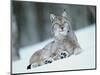 European Lynx in Snow, Norway-Pete Cairns-Mounted Premium Photographic Print