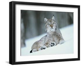 European Lynx in Snow, Norway-Pete Cairns-Framed Photographic Print