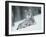 European Lynx in Snow, Norway-Pete Cairns-Framed Photographic Print